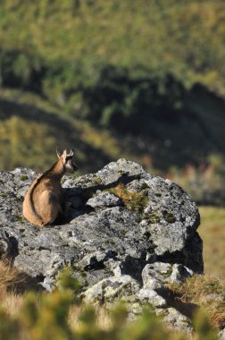 Dağ keçileri, Tatra Ulusal Parkı 'ndaki tepelerde keçiler. Memeliler kayalıklar ve sırtlar arasında otlayıp dinleniyorlar..