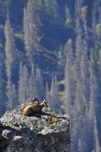 Camurça Montesa Cabras Nos Picos Parque Nacional Tatra Mamíferos Pastando — Fotografia de Stock