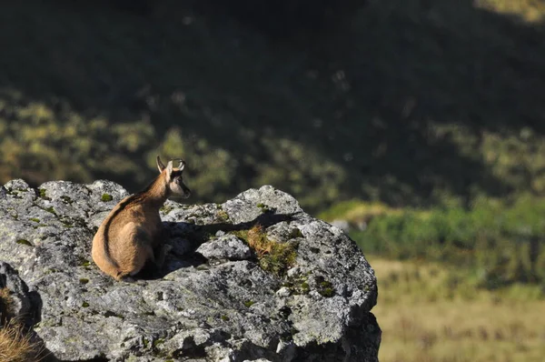 山のシャモア タトラ国立公園のピーク時のヤギ 尾根と岩の間の清掃と休憩中の哺乳類の放牧 — ストック写真