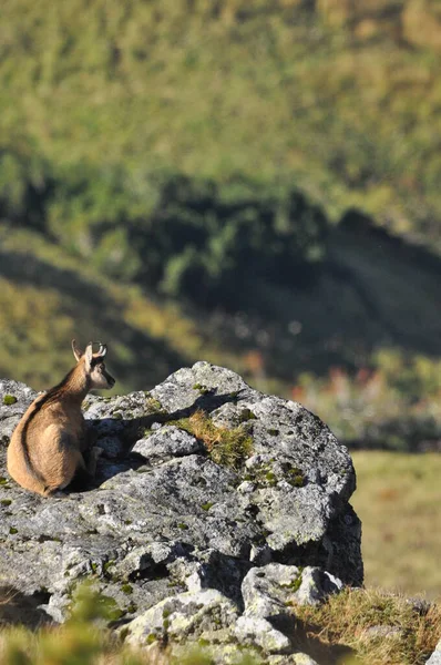 山のシャモア タトラ国立公園のピーク時のヤギ 尾根と岩の間の清掃と休憩中の哺乳類の放牧 — ストック写真