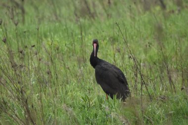 Islak bir çayırda beslenen kara leylek. Uzun bacaklı kuş, küçük memeliler ve omurgasızları arar..