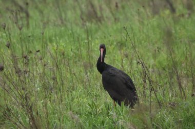 Islak bir çayırda beslenen kara leylek. Uzun bacaklı kuş, küçük memeliler ve omurgasızları arar..