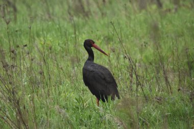 Islak bir çayırda beslenen kara leylek. Uzun bacaklı kuş, küçük memeliler ve omurgasızları arar..