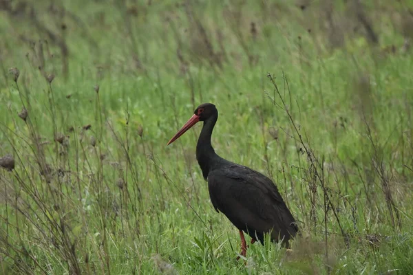 Black Stork Feeding Wet Meadow Bird Long Legs Looks Small — Stock Photo, Image