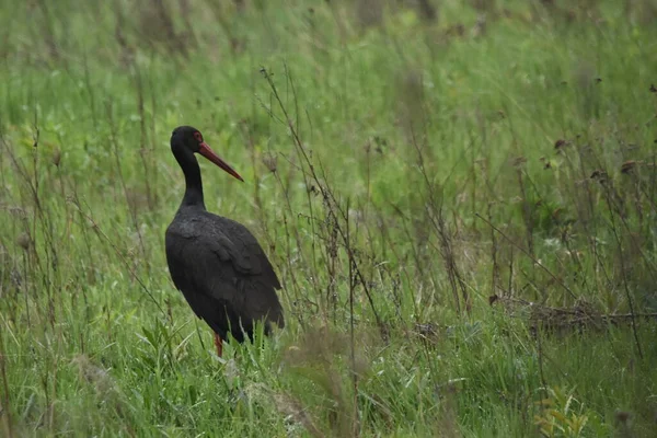 Cigogne Noire Nourrissant Sur Une Prairie Humide Oiseau Aux Longues — Photo