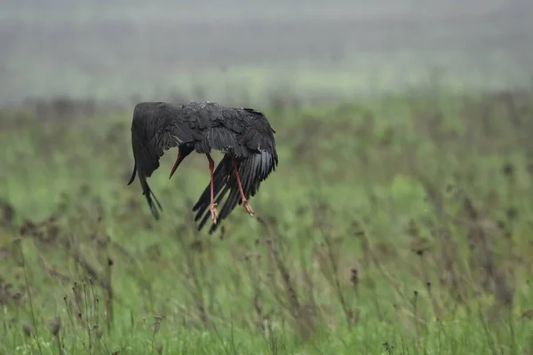 Cigüeña Negra Alimentándose Prado Húmedo Pájaro Con Patas Largas Busca — Foto de Stock