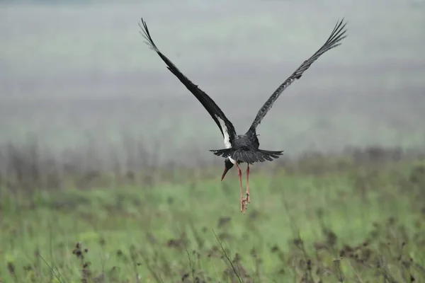 Zwarte Ooievaar Voedt Zich Met Een Natte Weide Vogel Met — Stockfoto