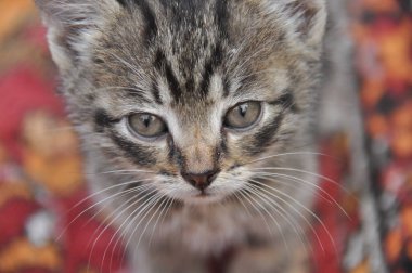 Genç çizgili kediler zıplayıp oyuncaklarla oynuyorlar. Küçük sevimli evcil hayvan.