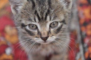 Genç çizgili kediler zıplayıp oyuncaklarla oynuyorlar. Küçük sevimli evcil hayvan.