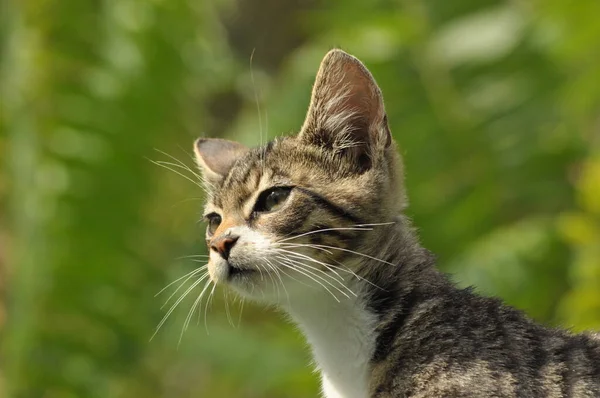 若い縞模様の猫がジャンプしておもちゃで遊んでいます 小さな居心地の良いペット — ストック写真