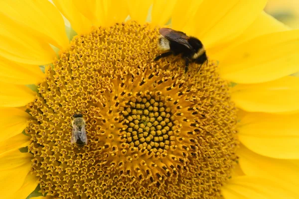 Sonnenblumenplantage Industrielle Nutzung Zur Herstellung Von Sonnenblumenöl — Stockfoto