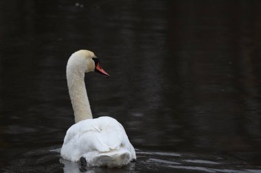 Dilsiz kuğu, gölde yüzen Whooper kuğusu, nehir. Uzun boyunlu kar beyazı bir kuş, sevgi dolu bir çift ve ilgili bir aile kuruyor..