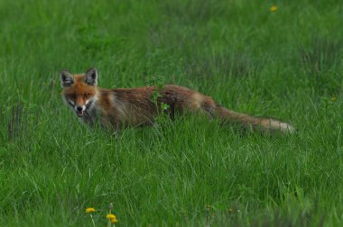 Çayırda avlanırken uzun kızıl bir midillisi olan bir tilki. Bir kurban arıyorum ve bir kurbana gizlice yaklaşıyorum. Canidae ailesinin bir yırtıcısı..