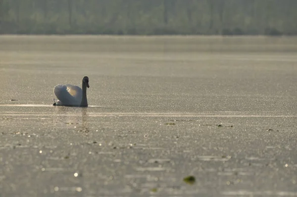 Cisne Mudo Nadando Lago Río Pájaro Blanco Como Nieve Con — Foto de Stock