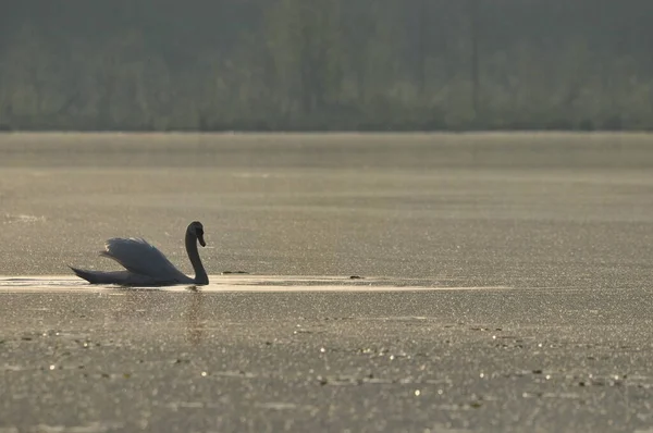 Cisne Mudo Nadando Lago Río Pájaro Blanco Como Nieve Con — Foto de Stock