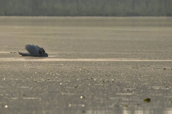 Cisne Mudo Cisne Whooper Nadando Lago Río Pájaro Blanco Como — Foto de Stock