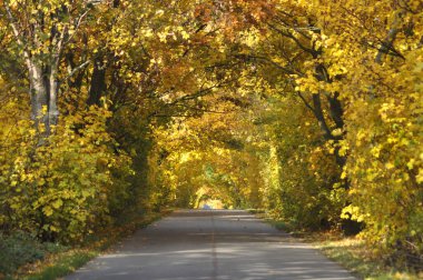 Yol sonbaharda ağaçlarla kaplanmış. Düşer, sararır ve turuncu yapraklar.