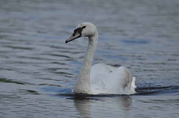 Cisne Mudo Nadando Lago Río Pájaro Blanco Como Nieve Con —  Fotos de Stock