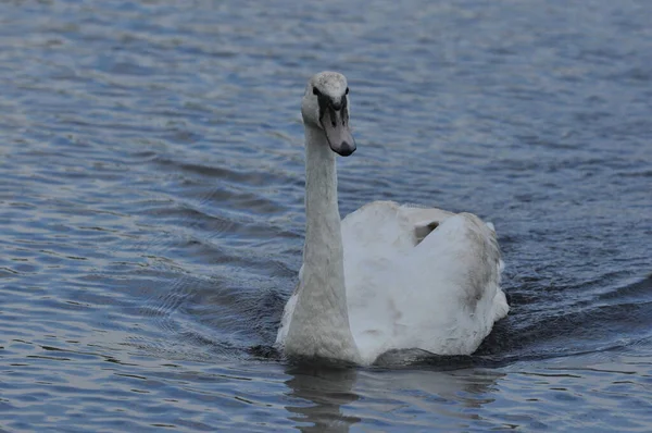 Mute Swan Swimming Lake River Snow White Bird Long Neck — Stock Photo, Image
