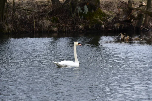 Höckerschwäne Schwimmen Auf Dem See Fluss Ein Schneeweißer Vogel Mit — Stockfoto