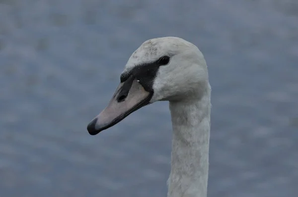 Stumma Svanen Simmar Sjön Floden Snövit Fågel Med Lång Hals — Stockfoto