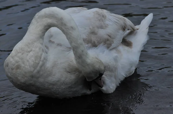 Cisne Mudo Nadando Lago Río Pájaro Blanco Como Nieve Con — Foto de Stock