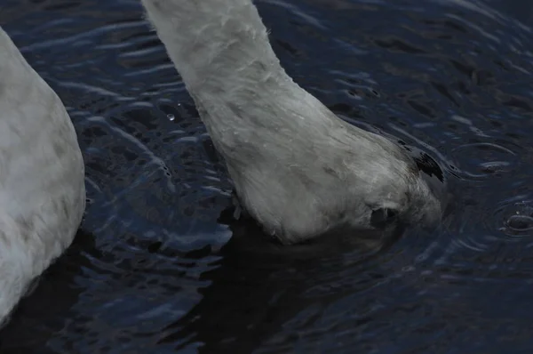 Wyciszony Łabędź Pływający Jeziorze Rzeka Śnieżnobiały Ptak Długą Szyją Tworzący — Zdjęcie stockowe