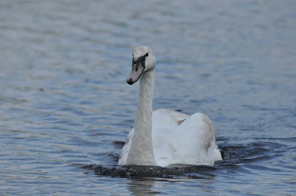 Cisne Mudo Nadando Lago Río Pájaro Blanco Como Nieve Con — Foto de Stock