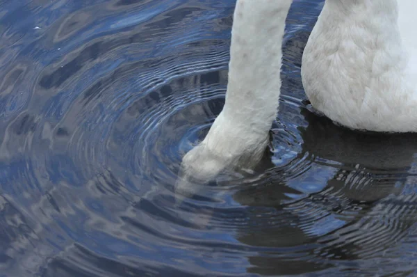 Wyciszony Łabędź Pływający Jeziorze Rzeka Śnieżnobiały Ptak Długą Szyją Tworzący — Zdjęcie stockowe