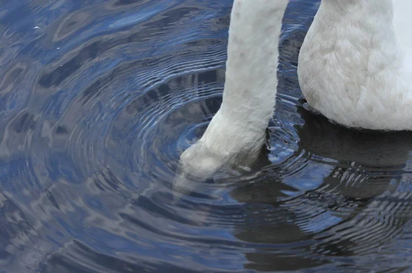 Mute Swan Swimming Lake River Snow White Bird Long Neck — Stock Photo, Image