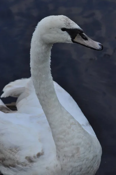 Mute Swan Swimming Lake River Snow White Bird Long Neck — Stock Photo, Image