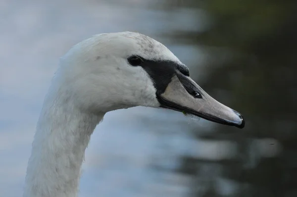 Cigno Muto Che Nuota Sul Lago Fiume Uccello Bianco Come — Foto Stock