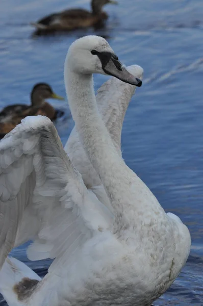 ミュート白鳥は 川で泳ぐ 長い首を持つ雪の白い鳥は 愛情のある夫婦と思いやりのある家族を形成します — ストック写真