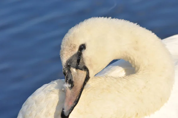ミュート白鳥は 川で泳ぐ 長い首を持つ雪の白い鳥は 愛情のある夫婦と思いやりのある家族を形成します — ストック写真