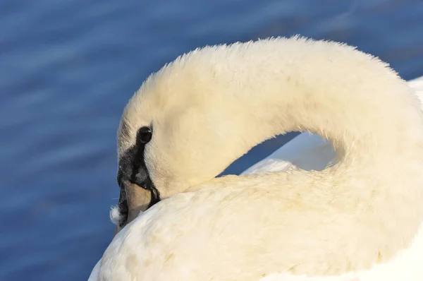 Němá Labuť Plavající Jezeře Řeka Sněhobílý Pták Dlouhým Krkem Tvořící — Stock fotografie