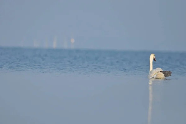 Höckerschwäne Schwimmen Auf Dem See Fluss Ein Schneeweißer Vogel Mit — Stockfoto