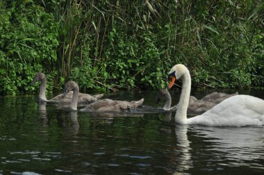Gölde yüzen dilsiz kuğu, nehir. Uzun boyunlu kar beyazı bir kuş, sevgi dolu bir çift ve ilgili bir aile kuruyor..