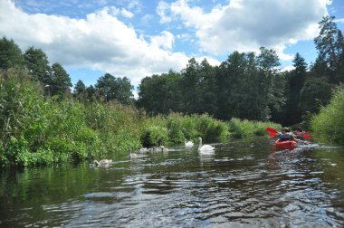Gölde yüzen dilsiz kuğu, nehir. Uzun boyunlu kar beyazı bir kuş, sevgi dolu bir çift ve ilgili bir aile kuruyor..