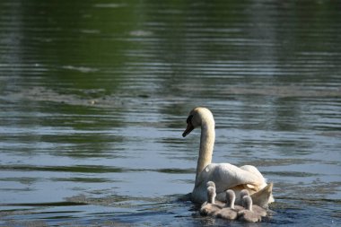 Gölde yüzen dilsiz kuğu, nehir. Uzun boyunlu kar beyazı bir kuş, sevgi dolu bir çift ve ilgili bir aile kuruyor..