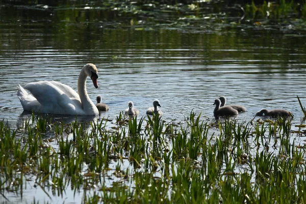 Höckerschwäne Schwimmen Auf Dem See Fluss Ein Schneeweißer Vogel Mit — Stockfoto