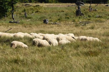 Romanya 'da otlakta otlayan bir koyun sürüsü. Yeşil çimenli dağlık çayırlar. Sürüyü sağmak ve yün kırpmak için vadiye sürüyorum..