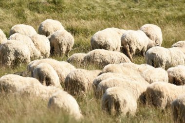 Romanya 'da otlakta otlayan bir koyun sürüsü. Yeşil çimenli dağlık çayırlar. Sürüyü sağmak ve yün kırpmak için vadiye sürüyorum..