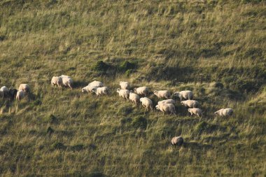Romanya 'da otlakta otlayan bir koyun sürüsü. Yeşil çimenli dağlık çayırlar. Sürüyü sağmak ve yün kırpmak için vadiye sürüyorum..
