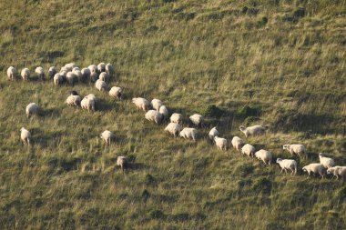 Romanya 'da otlakta otlayan bir koyun sürüsü. Yeşil çimenli dağlık çayırlar. Sürüyü sağmak ve yün kırpmak için vadiye sürüyorum..