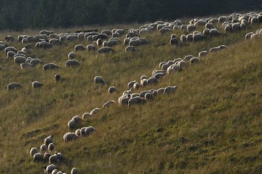 Romanya 'da otlakta otlayan bir koyun sürüsü. Yeşil çimenli dağlık çayırlar. Sürüyü sağmak ve yün kırpmak için vadiye sürüyorum..