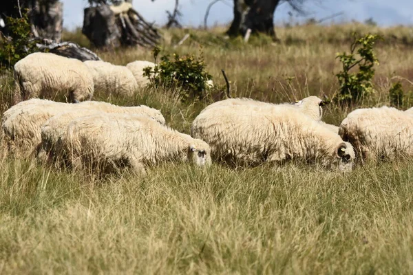 Herd Sheep Grazing Pastures Romania Mountainous Pastures Green Grass Driving — Stock Photo, Image