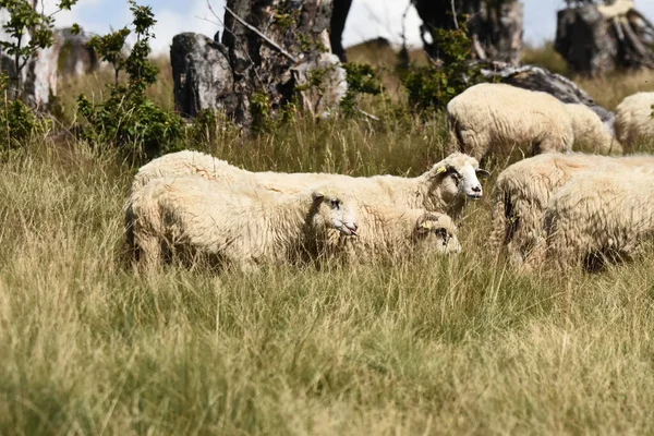 Herd Sheep Grazing Pastures Romania Mountainous Pastures Green Grass Driving — Stock Photo, Image