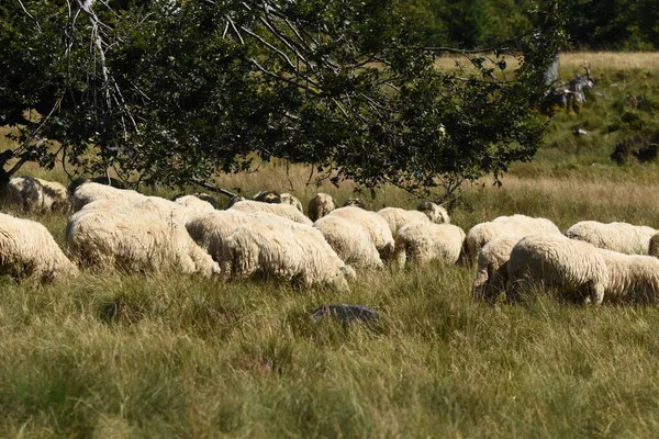 Herd Sheep Grazing Pastures Romania Mountainous Pastures Green Grass Driving — Stock Photo, Image