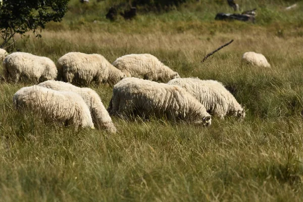 Una Manada Ovejas Pastando Pastos Rumania Pastos Montañosos Con Hierba —  Fotos de Stock