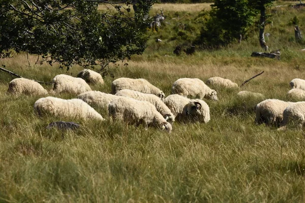 Fårhjord Som Betar Betesmarker Rumänien Berg Betesmarker Med Grönt Gräs — Stockfoto